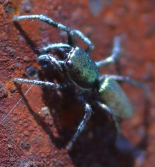 Salticus peckhamae