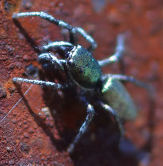 Salticus peckhamae