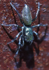 Salticus peckhamae