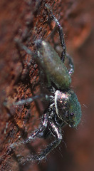 Salticus peckhamae