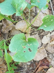 Smilax ecirrhata