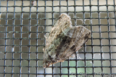 Anhimella contrahens