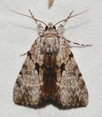 Catocala andromedae