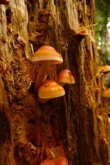 Pyrrhulomyces astragalinus