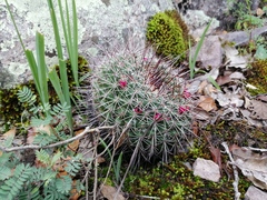 Mammillaria wagneriana