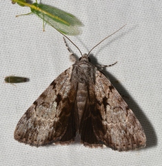 Catocala andromedae