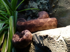 Rough-Scaled Python photo 2