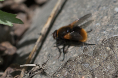 Mesembrina decipiens