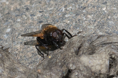 Mesembrina decipiens