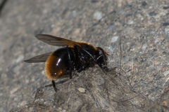 Mesembrina decipiens