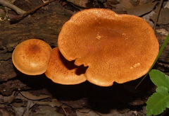 Gymnopilus liquiritiae