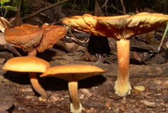 Gymnopilus liquiritiae