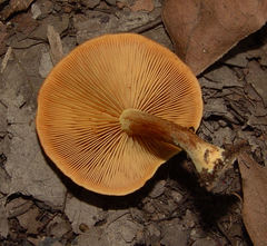 Gymnopilus liquiritiae