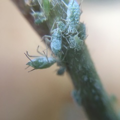 Macrosiphum albifrons