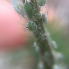 Macrosiphum albifrons