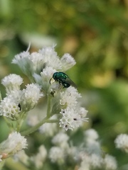 Euperilampus triangularis