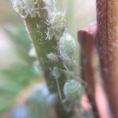 Macrosiphum albifrons