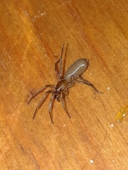 Dysderoidea