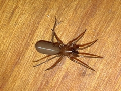 Dysderoidea