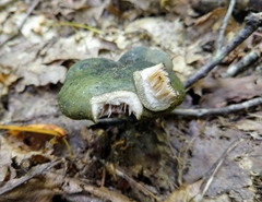 Lactarius atroviridis