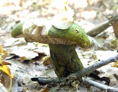 Lactarius atroviridis