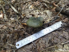 Lactarius atroviridis