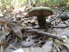 Lactarius atroviridis