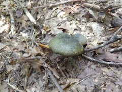 Lactarius atroviridis