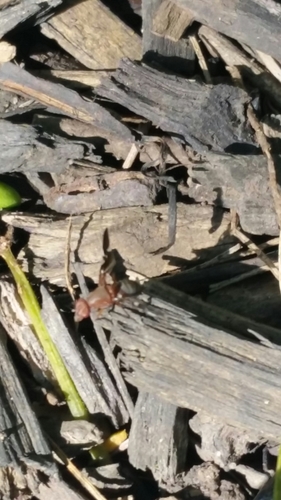 Ulidiidae