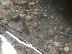 Bathygobius soporator