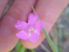 Agalinis decemloba