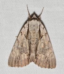 Catocala clintonii
