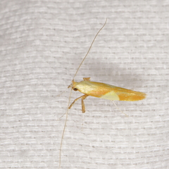 Caloptilia packardella