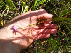 Agalinis decemloba