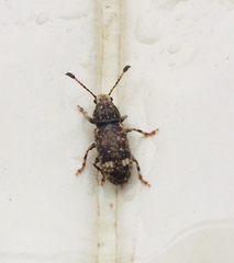 Eucorynus crassicornis