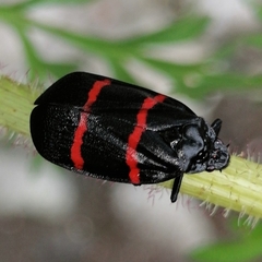 Huaina inca