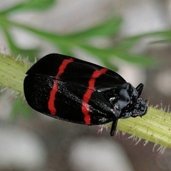 Huaina inca