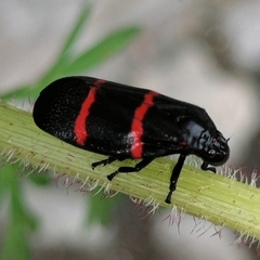 Huaina inca
