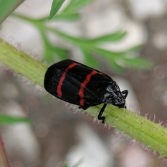 Huaina inca