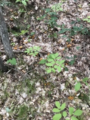 Craterellus lutescens