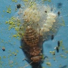 Ectopsocus meridionalis