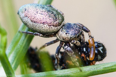 Sassacus papenhoei