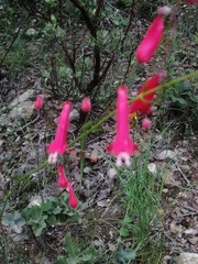 Penstemon lanceolatus