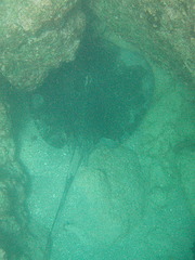 Taeniurops meyeni