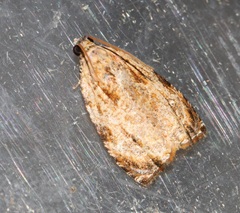 Sycacantha inopinata