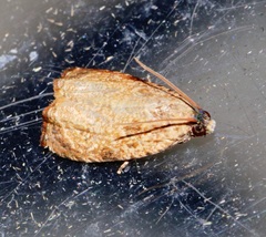 Sycacantha inopinata
