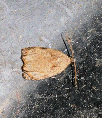 Sycacantha inopinata