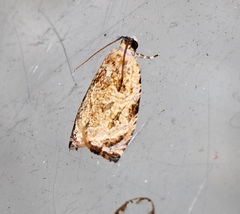 Sycacantha inopinata