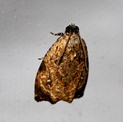 Sycacantha inopinata
