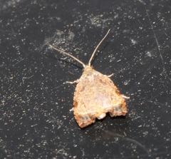 Sycacantha inopinata